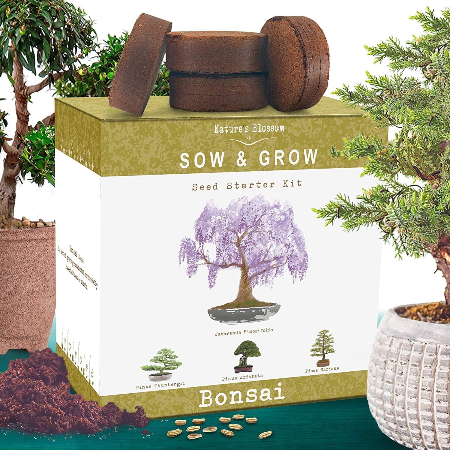 Bonsai tree growing kit with seeds and planting supplies