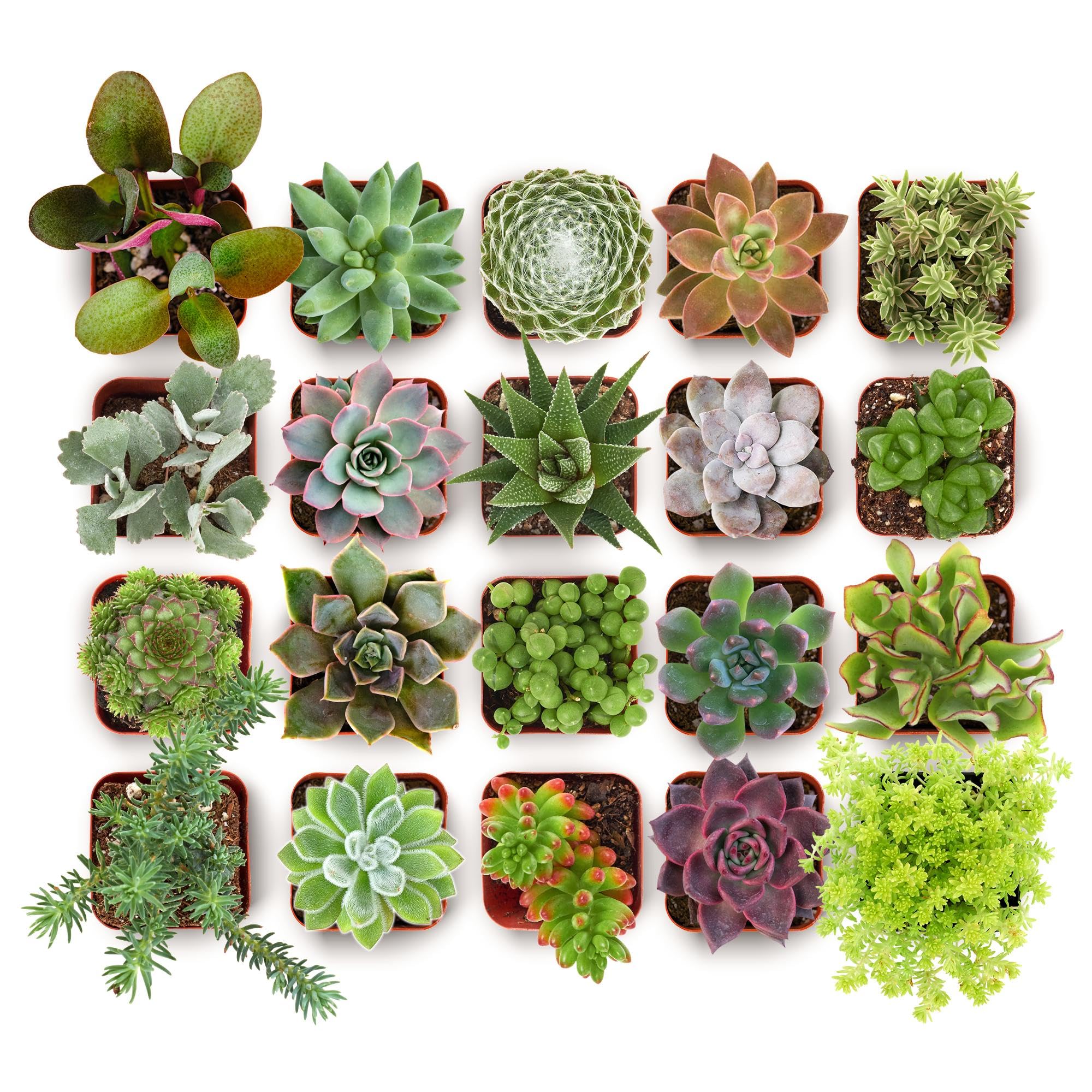 Altman Plants live succulent collection in small pots